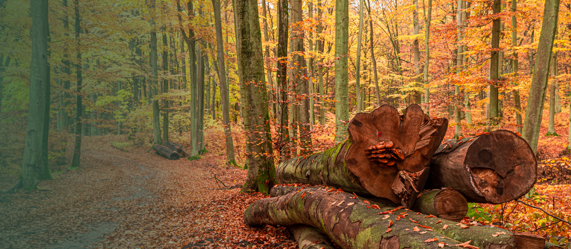 Brennholz im Wald