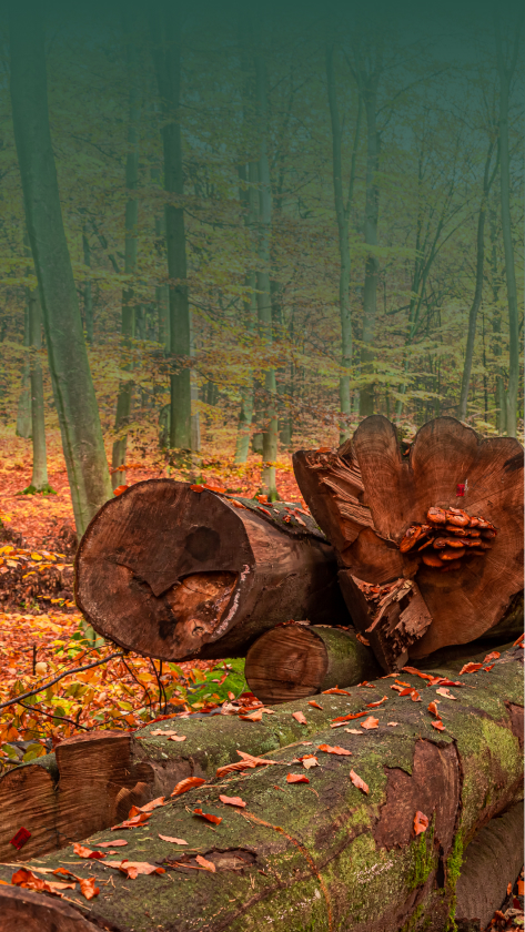 Brennholz im Wald