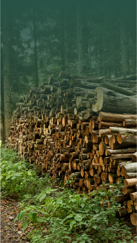 Waldfrisches Brennholz im Wald